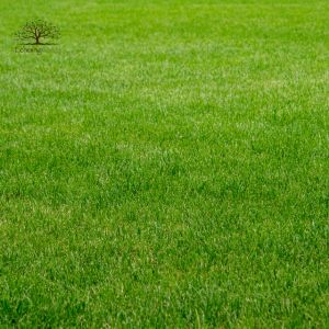 How Artificial Grass Lower Risk of Injury Outdoors