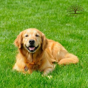 How Artificial Grass Keeps Your Dogs Clean, Happy, and Safe