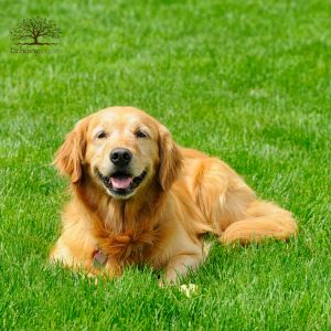 How to Transition Your Pets onto Artificial Grass and What to Expect