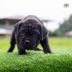 How Pet Turf Stops Your Dogs from Digging Up Your Landscaping