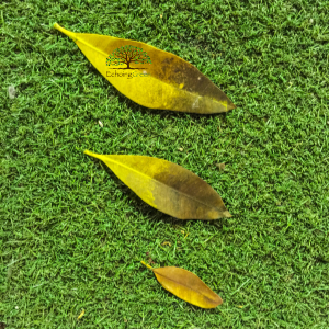 4 Fall Care Tips for Artificial Grass in Toronto