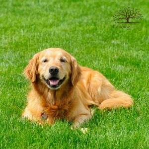 artificial grass for dogs