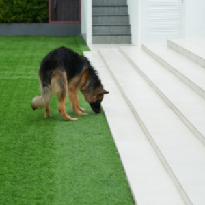 artificial grass and dog